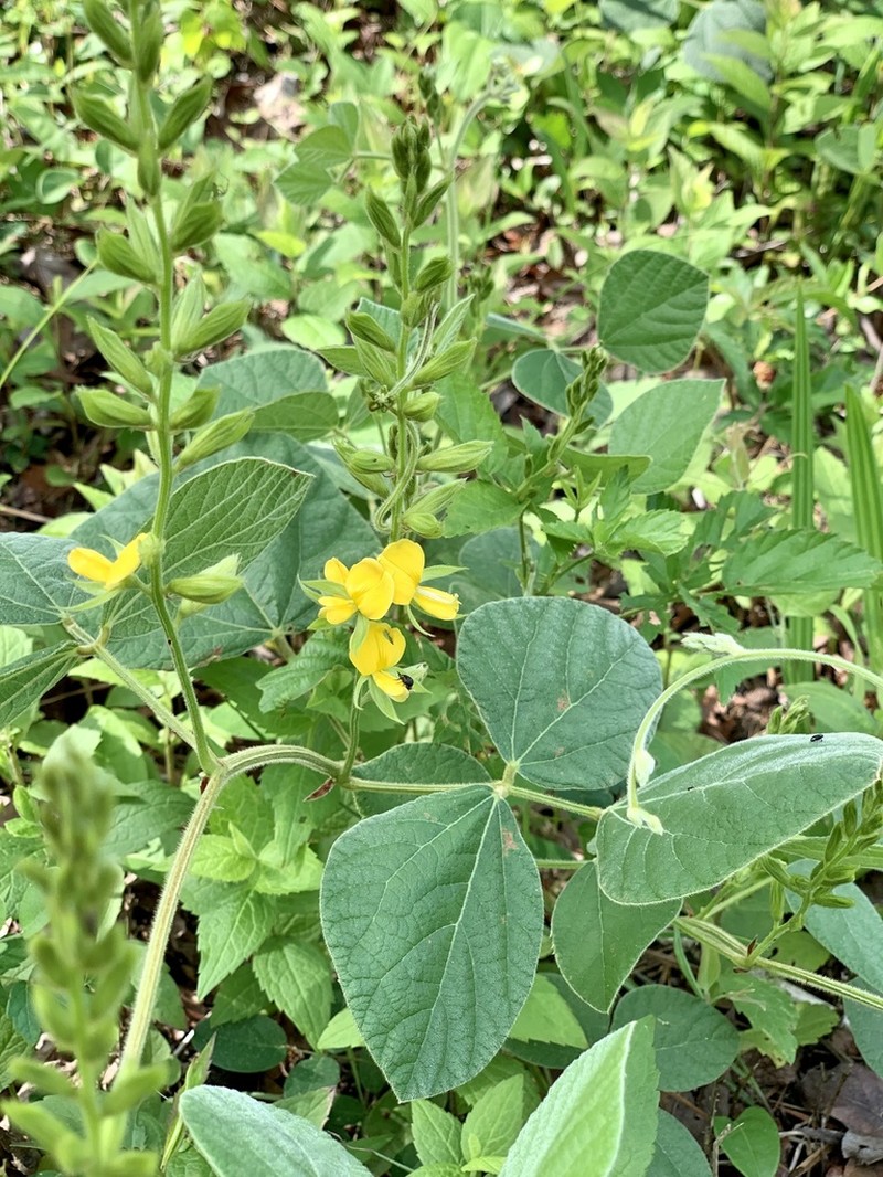 Prairie Snoutbean photo 4