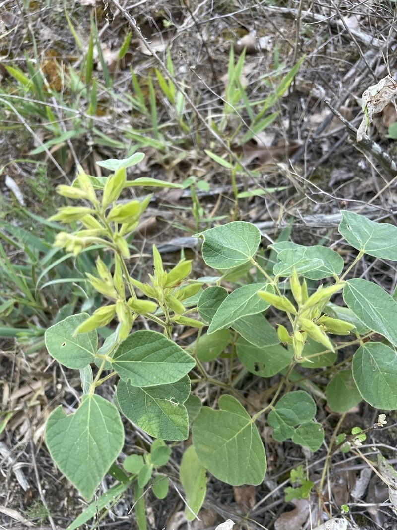 Prairie Snoutbean photo 5