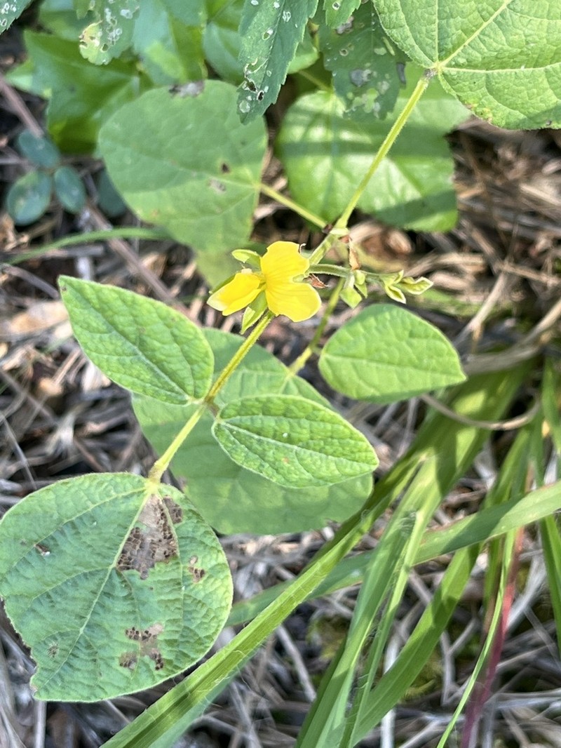 Prairie Snoutbean photo 7