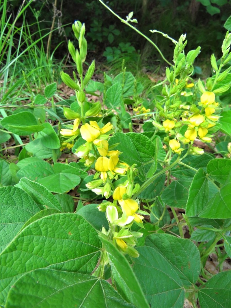 Prairie Snoutbean photo 8
