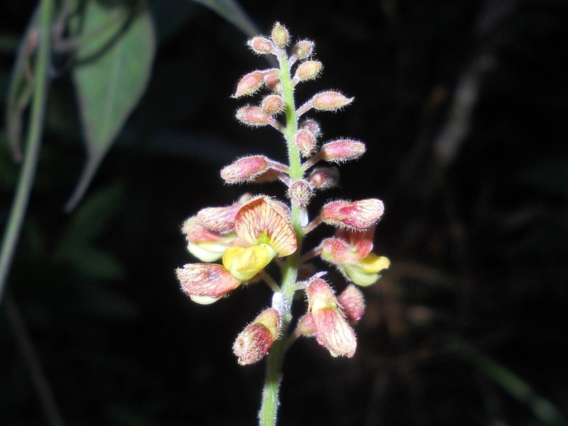 Rhynchosia lewisii