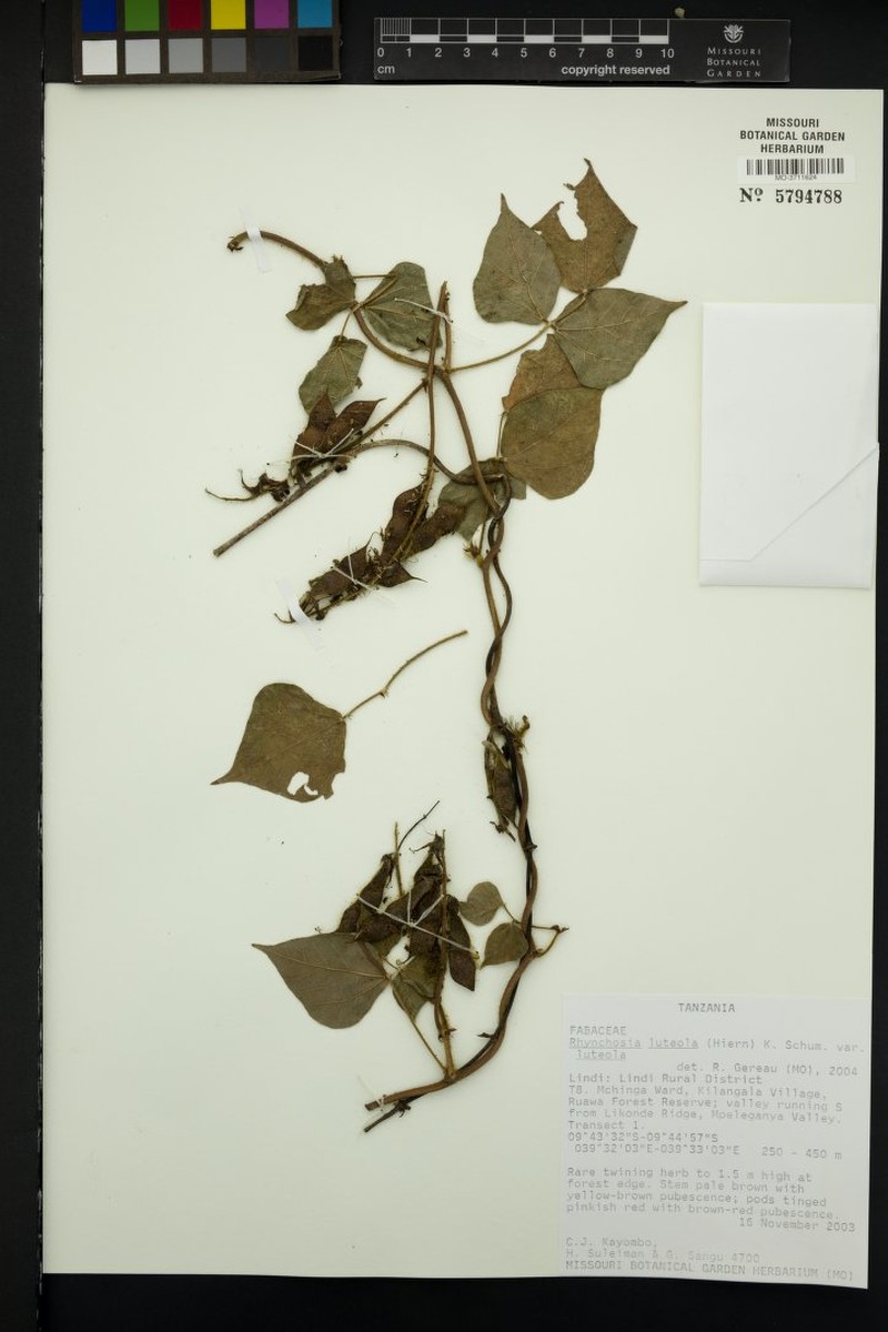 Rhynchosia luteola var. luteola