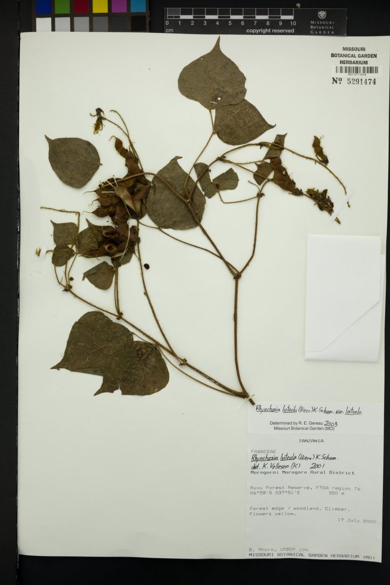 Rhynchosia luteola var. luteola photo 2