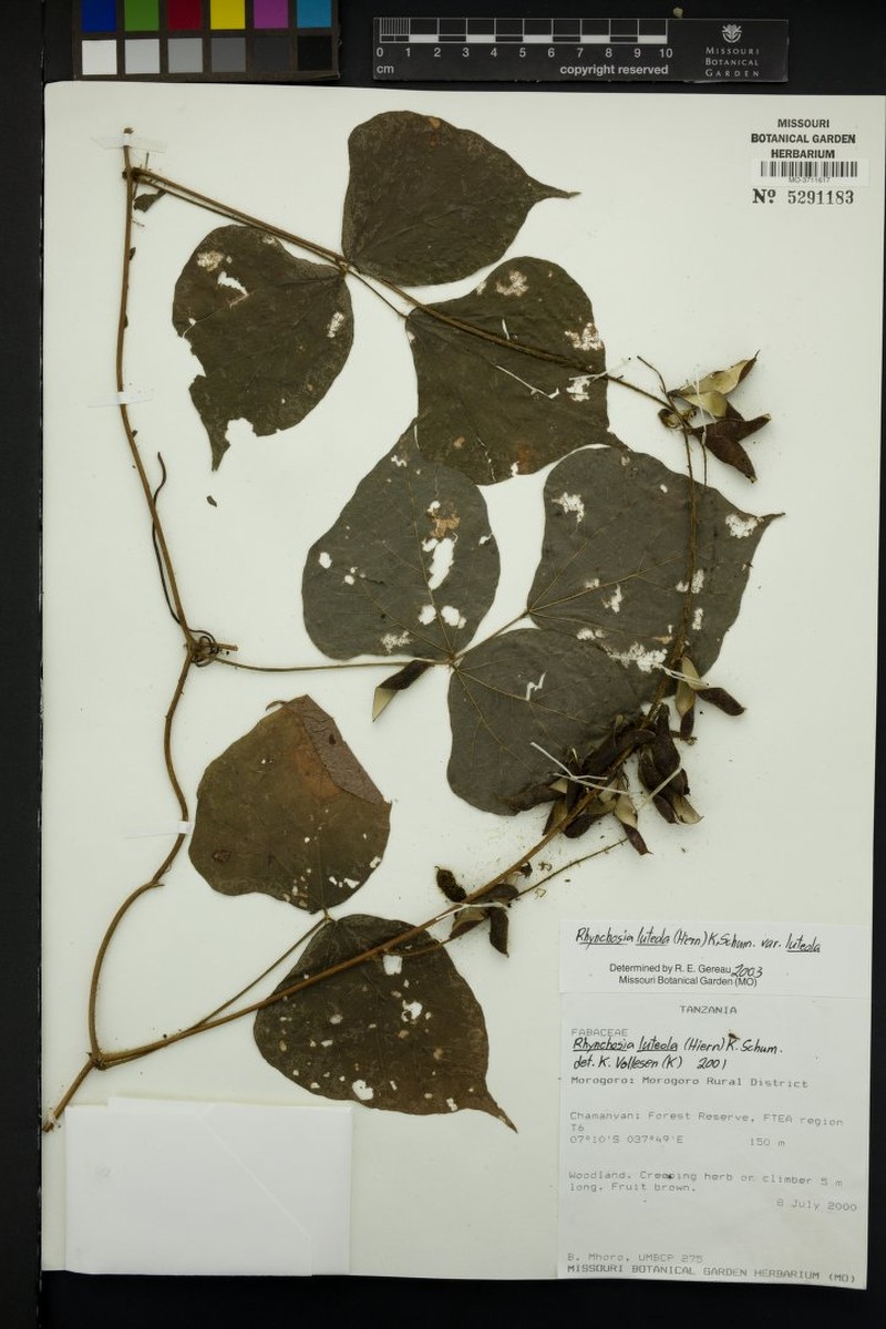 Rhynchosia luteola var. luteola photo 3