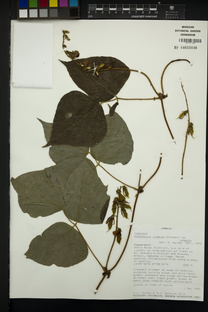 Rhynchosia luteola var. luteola photo 4