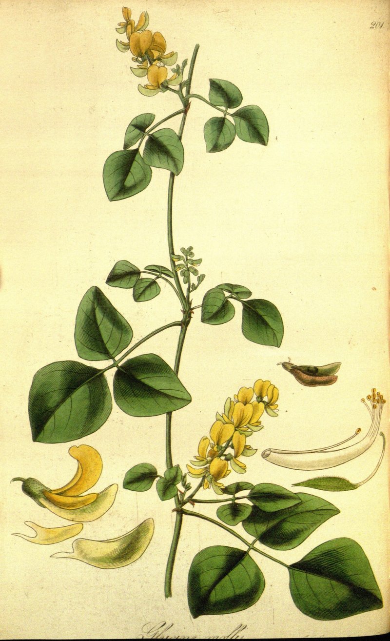 Rhynchosia malacophylla