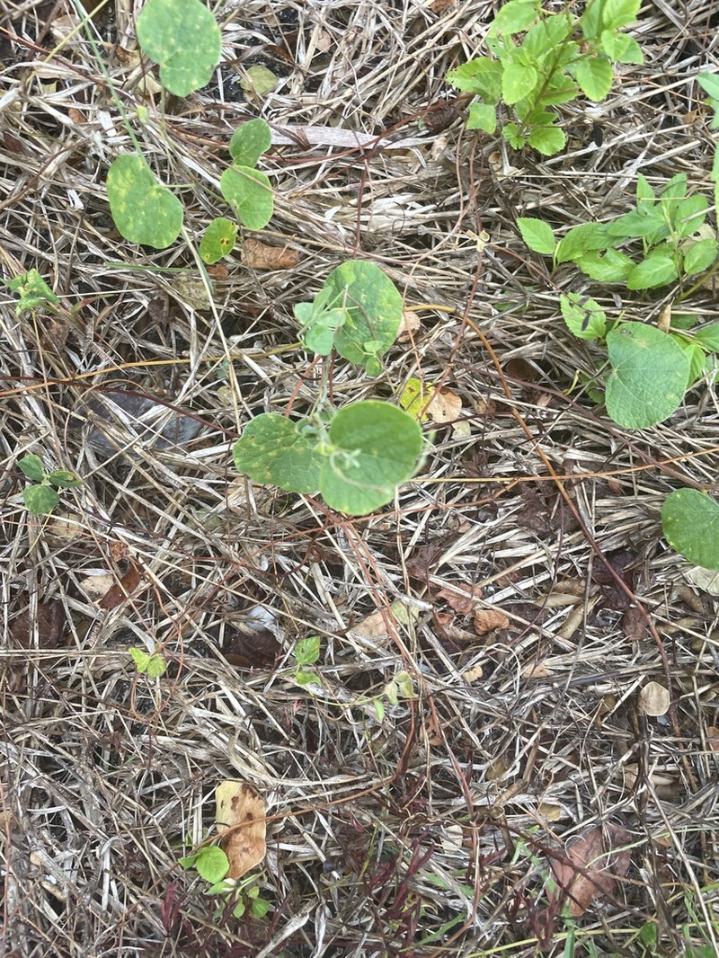 Michaux's Snoutbean photo 2