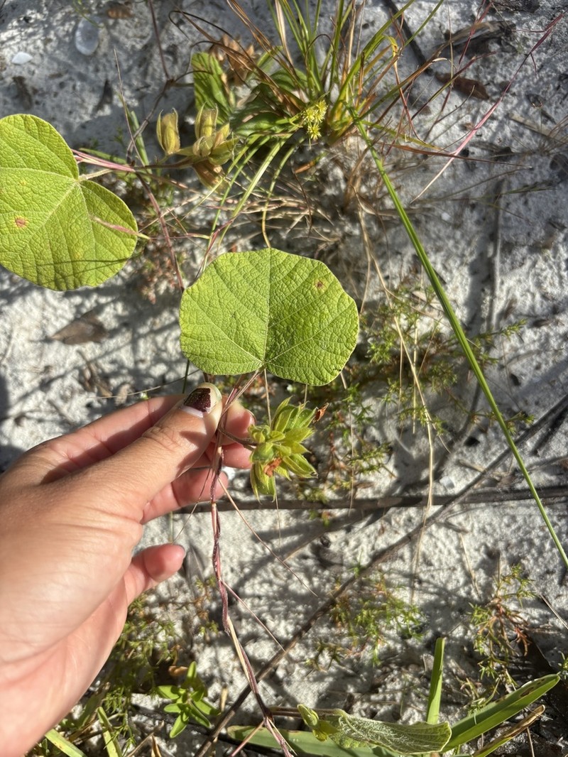 Michaux's Snoutbean photo 3