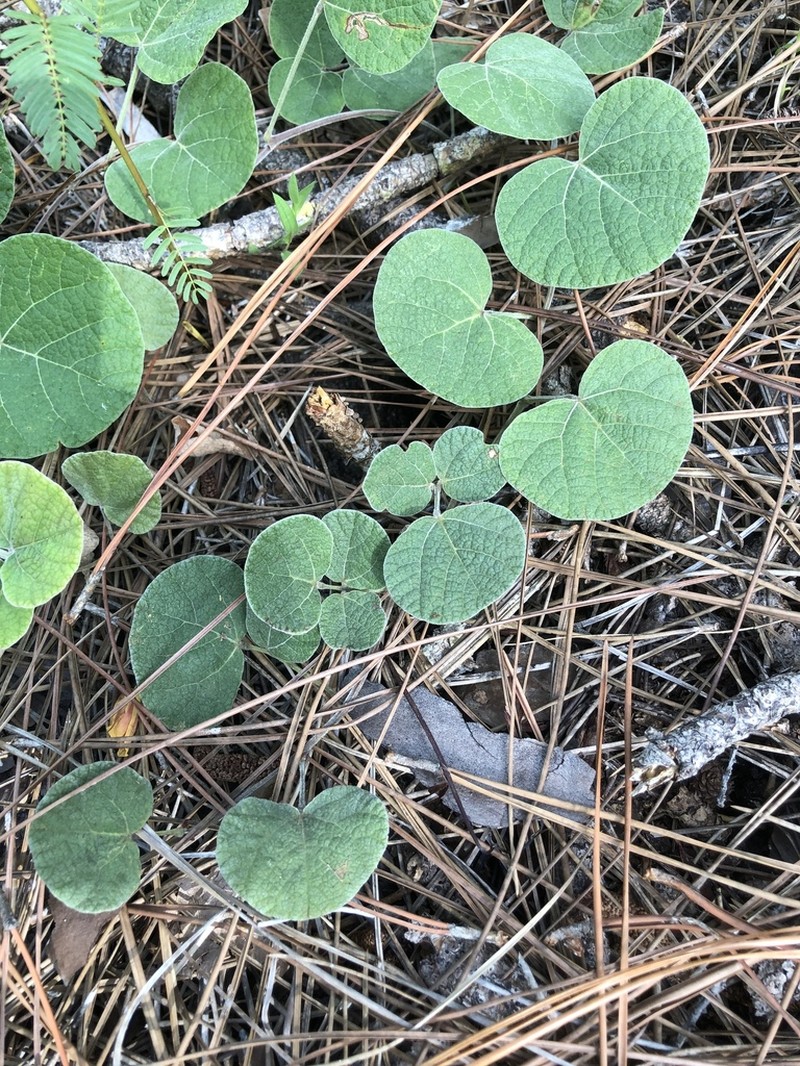 Michaux's Snoutbean photo 4