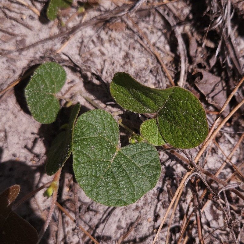 Michaux's Snoutbean photo 5