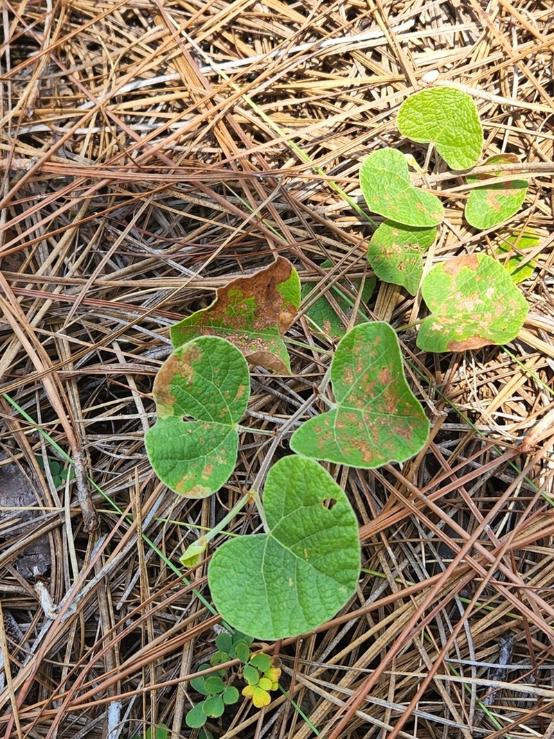 Michaux's Snoutbean photo 6