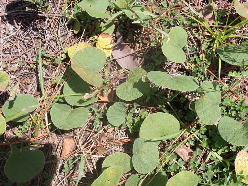 Michaux's Snoutbean photo 7