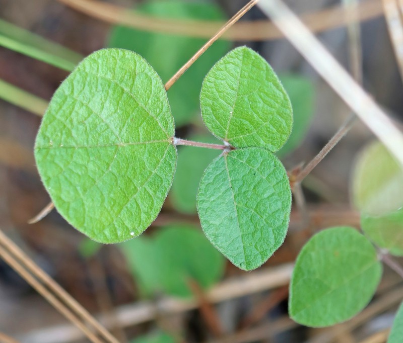 Michaux's Snoutbean photo 8