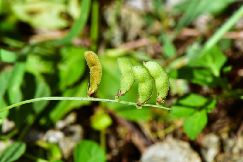 Least Snoutbean photo 5