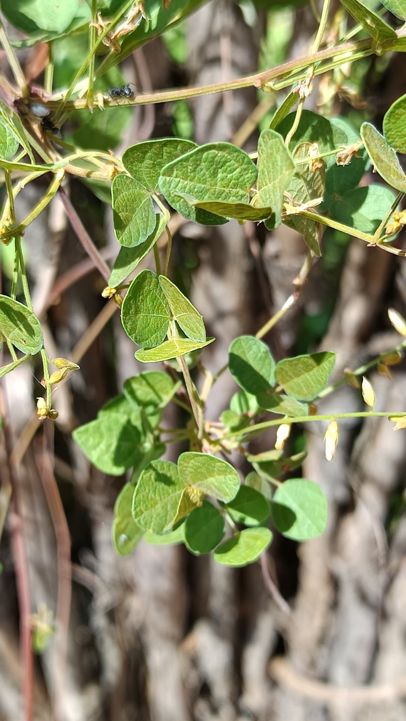 Rhynchosia minima var. minima