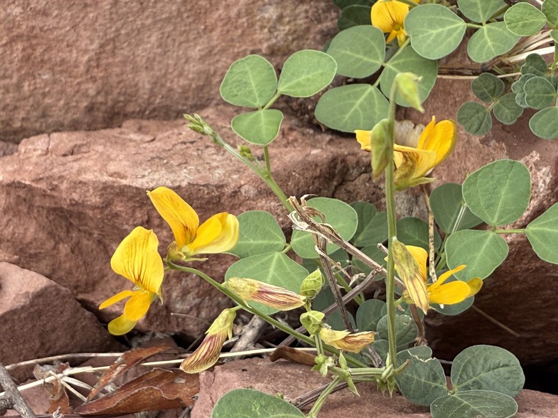 Rhynchosia minima var. minima photo 2
