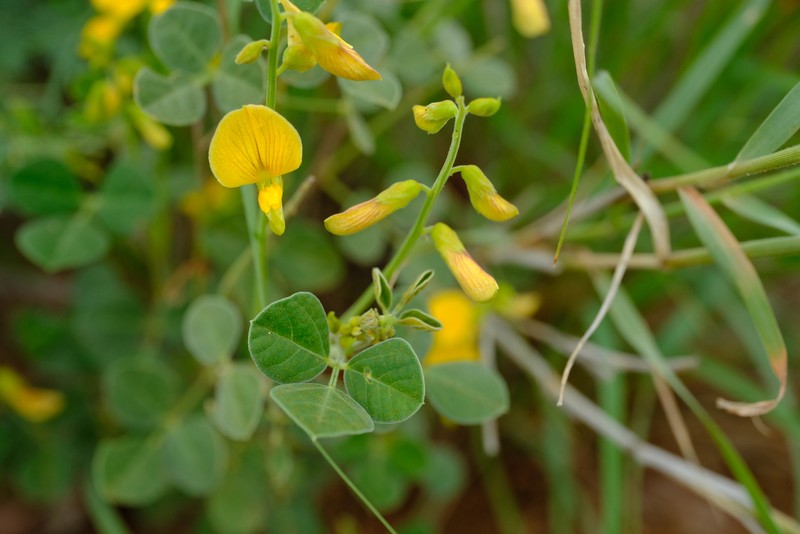 Rhynchosia minima var. minima photo 3