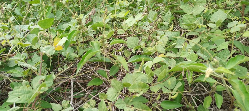 Rhynchosia minima var. minima photo 4