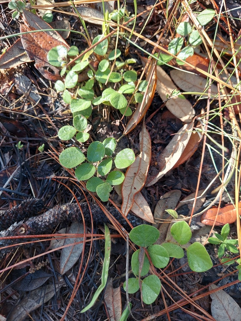 Rhynchosia minima var. minima photo 5