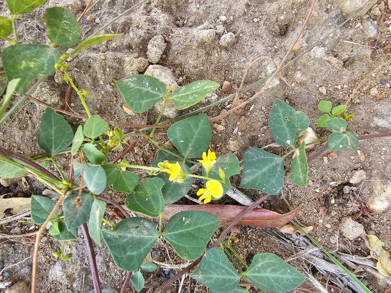 Rhynchosia minima var. minima photo 6