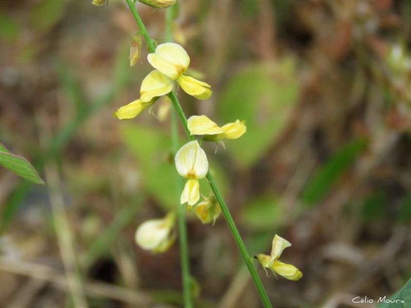 Rhynchosia minima var. minima photo 7