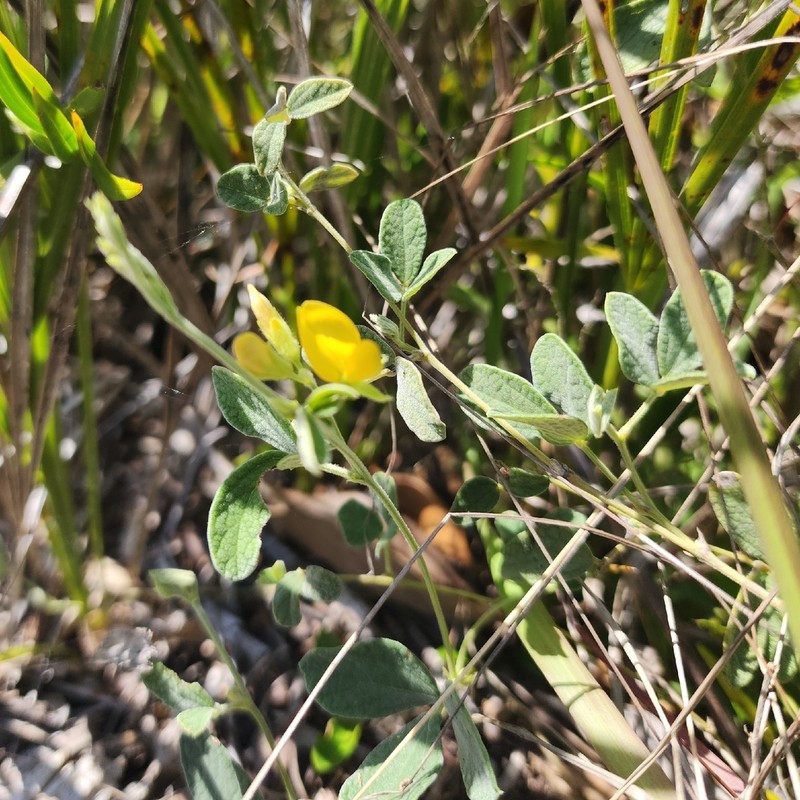 Small-Leaf Snoutbean
