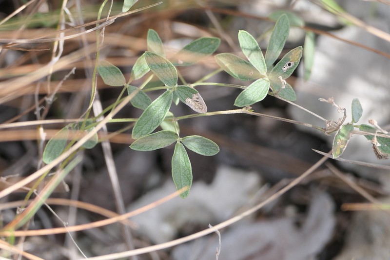 Small-Leaf Snoutbean photo 2