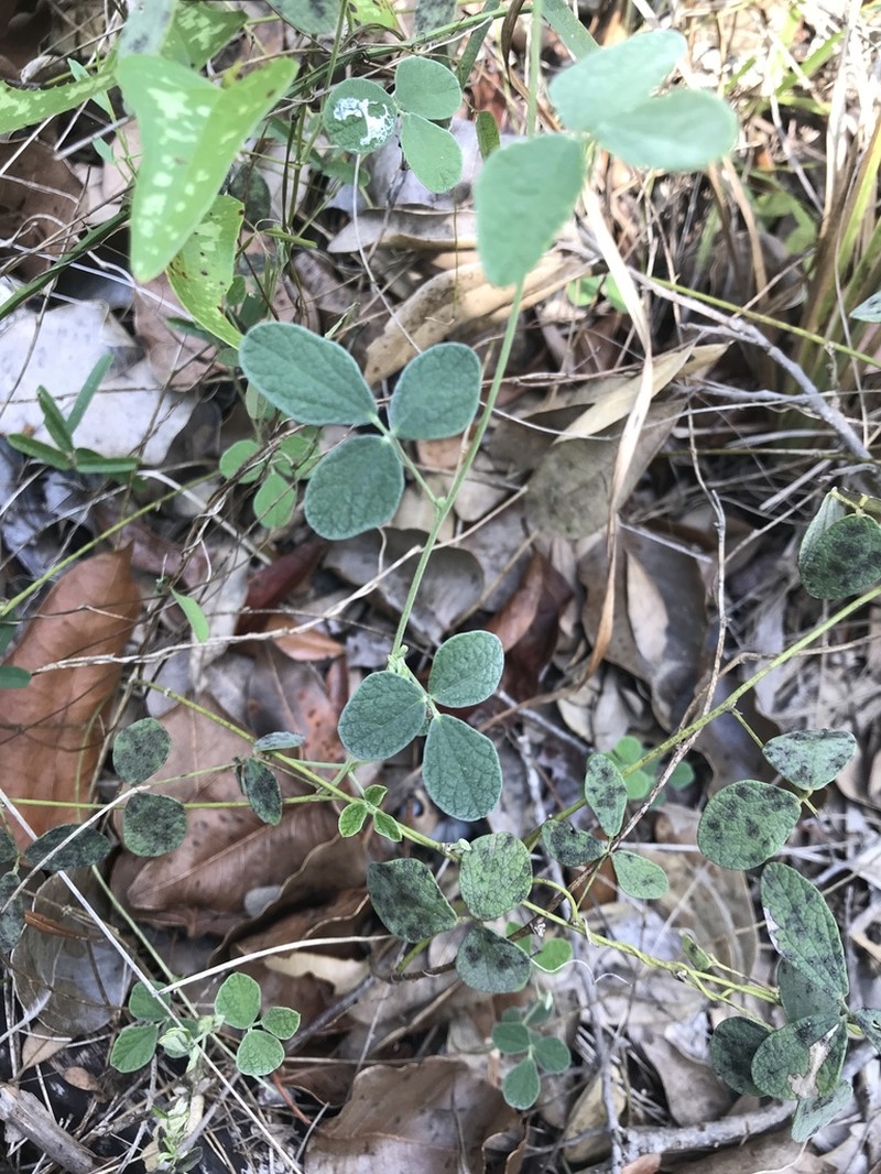 Small-Leaf Snoutbean photo 3
