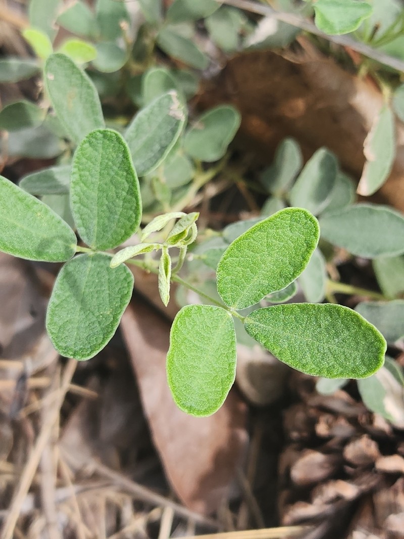 Small-Leaf Snoutbean photo 4