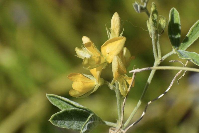 Small-Leaf Snoutbean photo 5