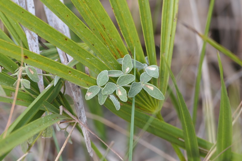 Small-Leaf Snoutbean photo 6