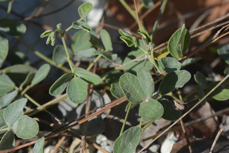 Small-Leaf Snoutbean photo 7