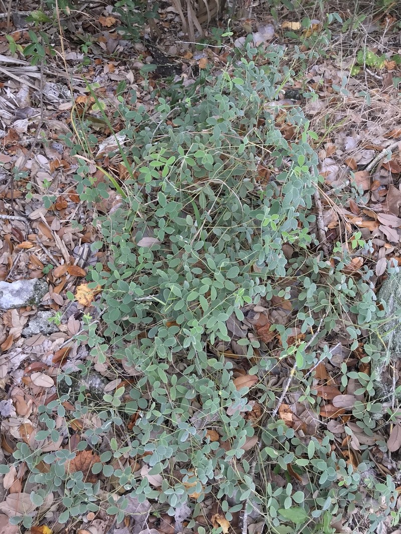 Small-Leaf Snoutbean photo 8