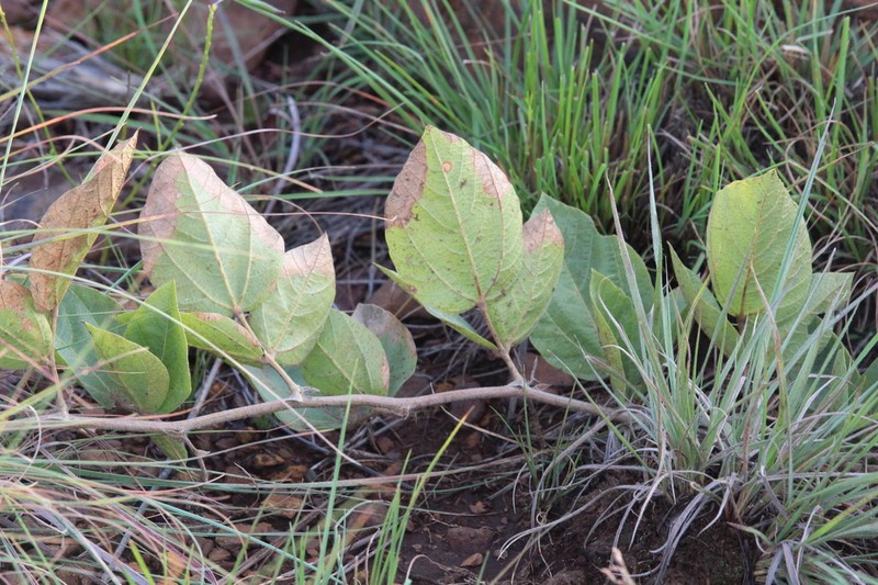 Rhynchosia pedunculata