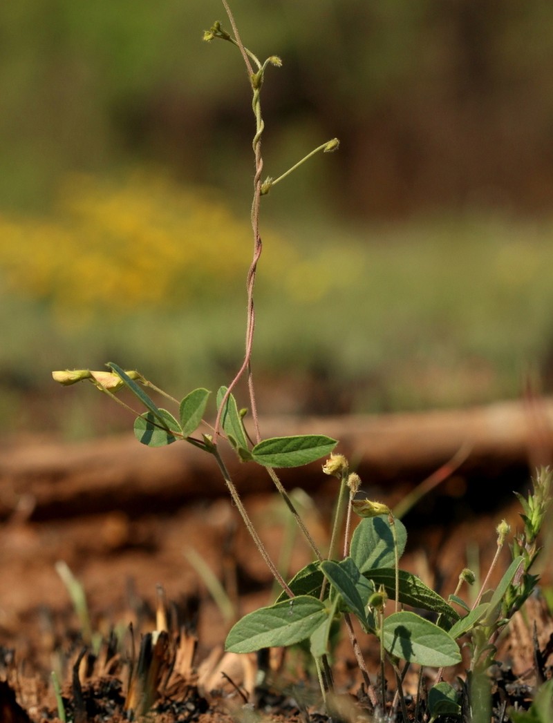 Rhynchosia pedunculata photo 2
