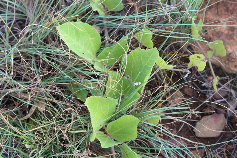 Rhynchosia pedunculata photo 3