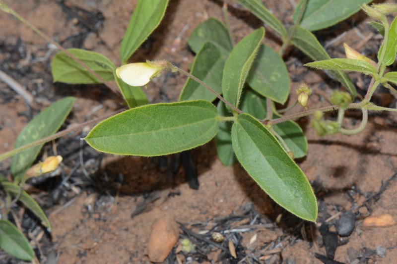 Rhynchosia pedunculata photo 4