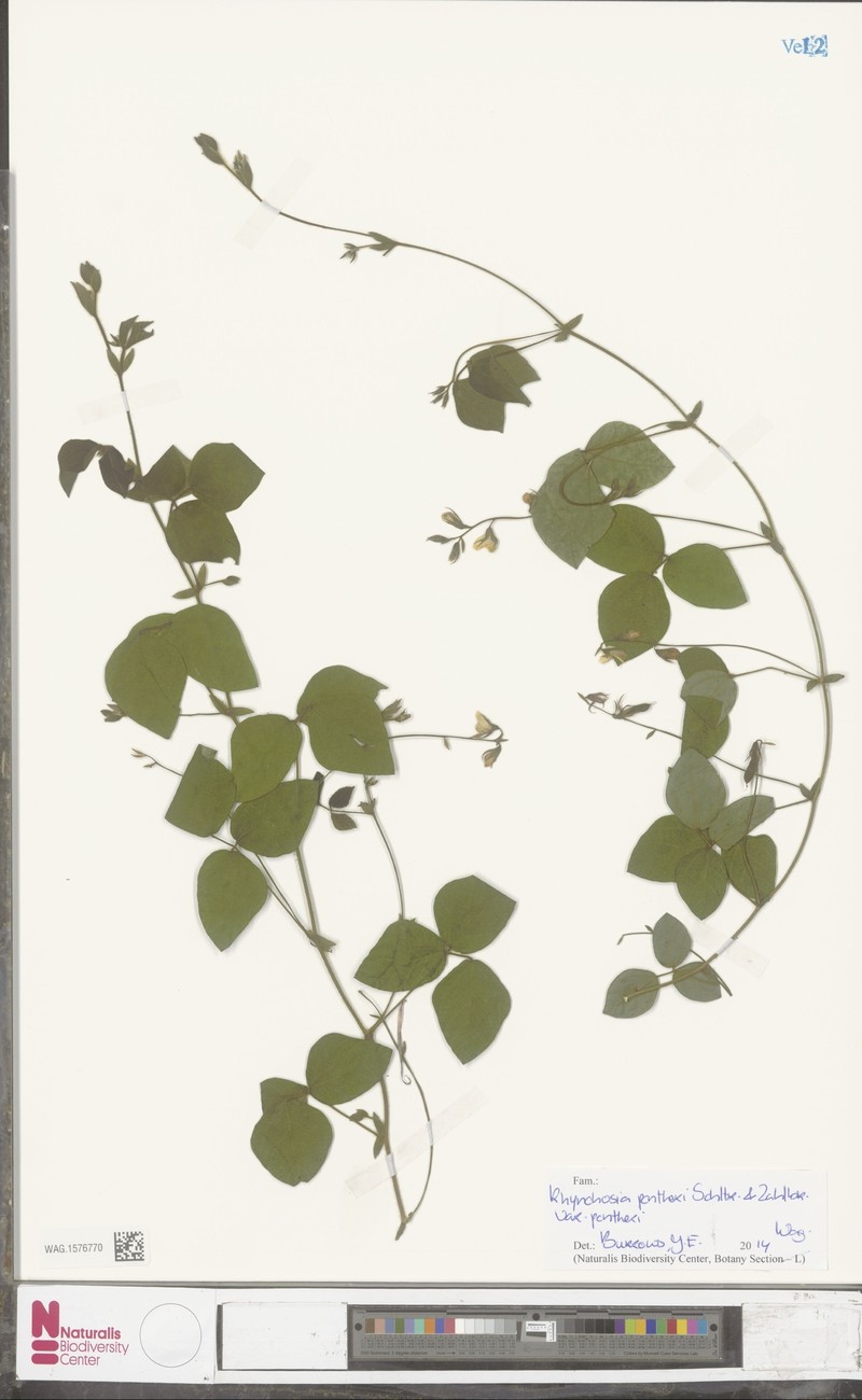 Rhynchosia pentheri var. pentheri