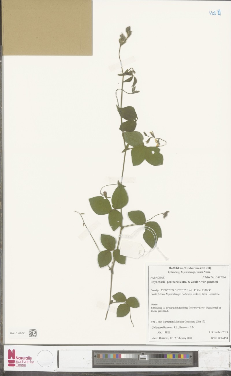 Rhynchosia pentheri var. pentheri photo 2