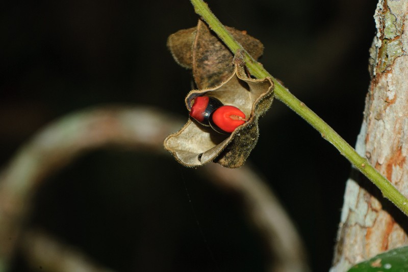 Crabseye photo 2