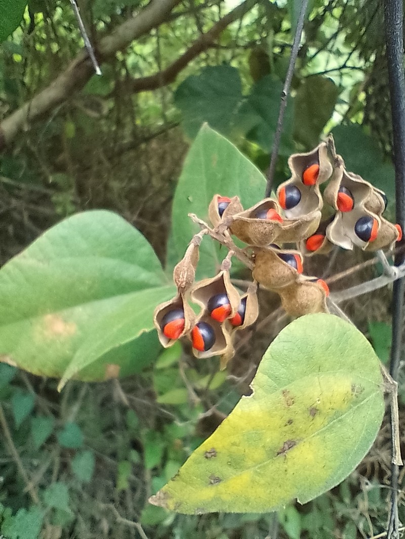 Crabseye photo 4