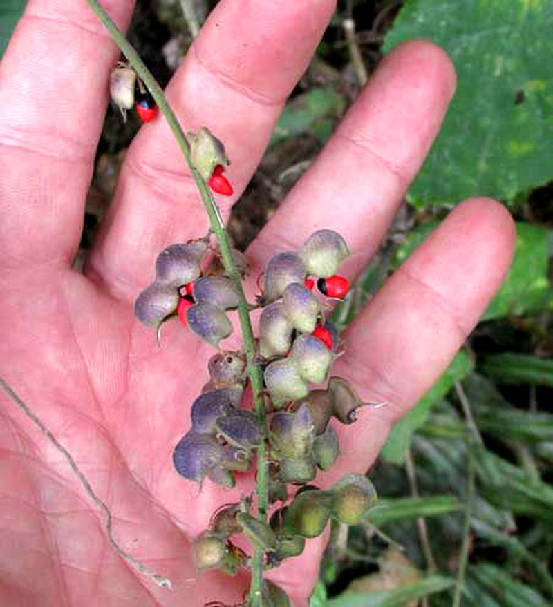Rosary Snoutbean photo 4