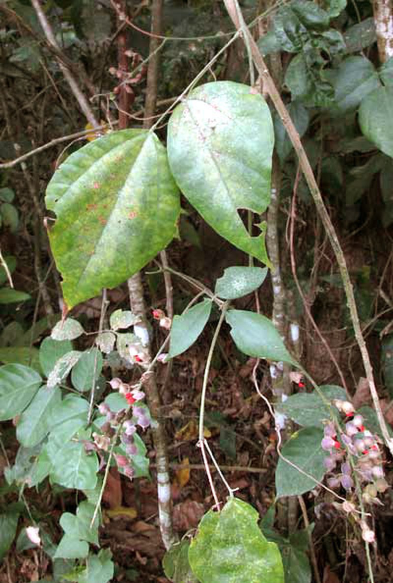 Rosary Snoutbean photo 5