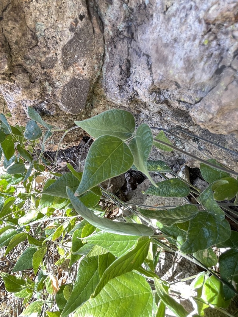Rosary Snoutbean photo 4