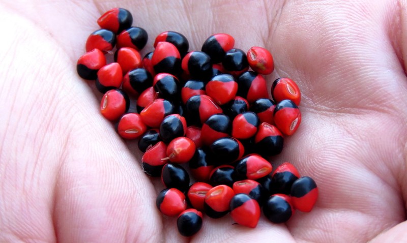 Rosary Snoutbean photo 5