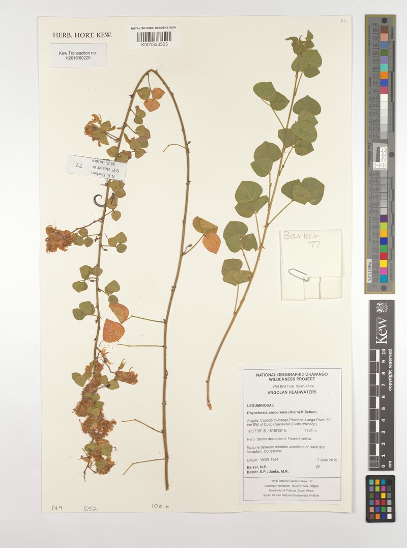 Rhynchosia procurrens subsp. procurrens