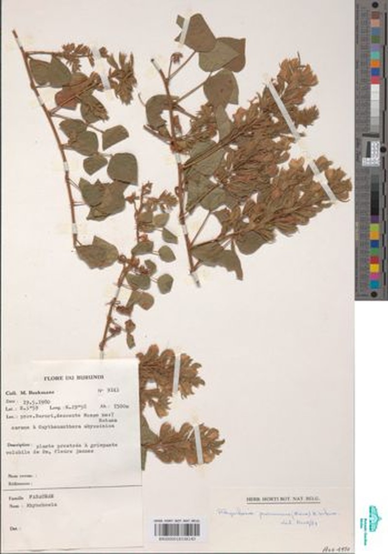 Rhynchosia procurrens subsp. procurrens photo 2