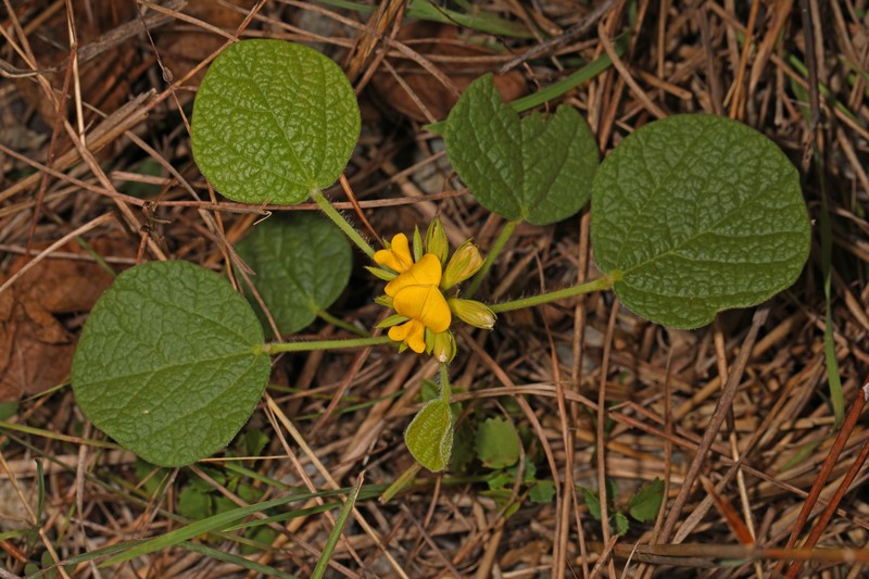 Dollarleaf