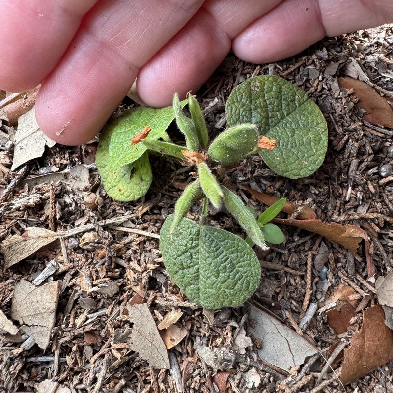 Dollarleaf photo 3