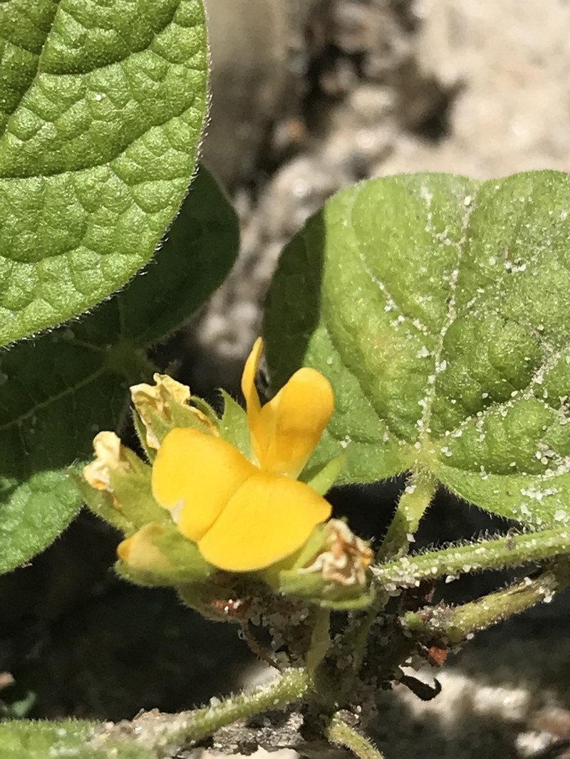 Dollarleaf photo 4